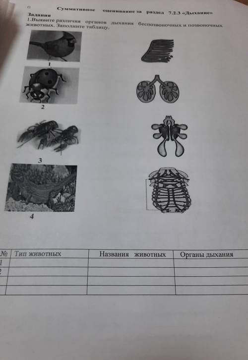 C) Суммативное оценивание за раздел 7.2.3 «Дыхание» Задания 1.Выявите различия органов дыхания беспо