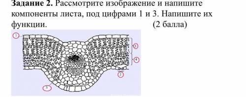 Рассмотрите изображение и напишите компоненты листа, под цифрами 1 и 3. Напишите их функции. ( )