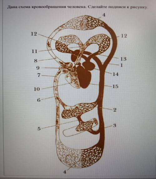 Дана схема кровообращения человека. сделайте подписи к рисунку