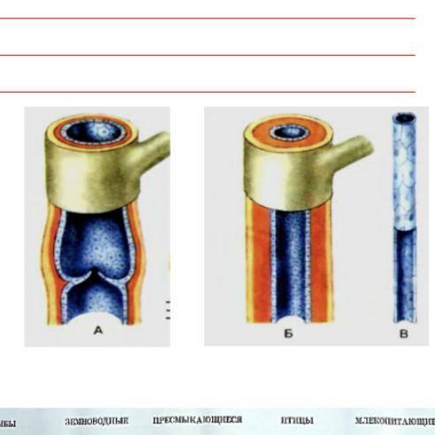 5.(а) Укажите букву, под которой изображена артерия. (б)Какое строение она имеет. Объясните, как стр