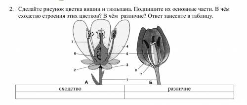 2. Сделайте рисунок цветка вишни и тюльпана. Подпишите их основные части. В чѐм сходство строения эт