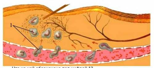 био, Опишите механизм воспалительного процесса по картинке