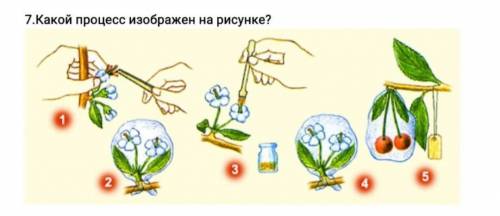 Какой процесс изображён на рисунке