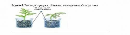 Рассмотрите рисунок объясните , в чём причина гибели растения