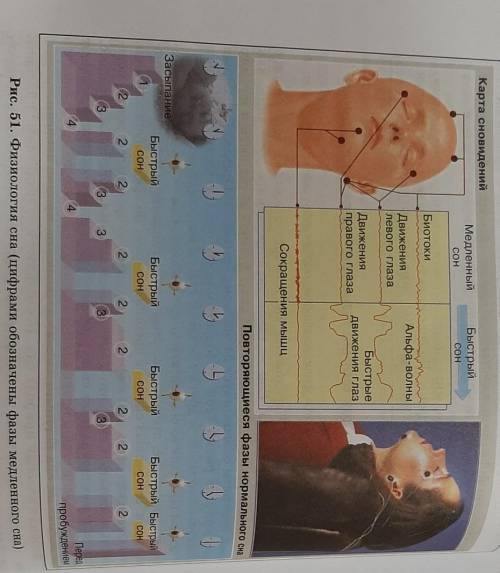 познакомьтесь с информацией предоставленой на рисунке 51 Из каких циклов состоит сон?чем они отличаю