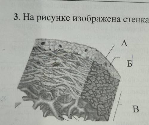 3. На рисунке изображена стенка сердца. A Б В - (а) Определите на рисунке миокард — мышечный слой се