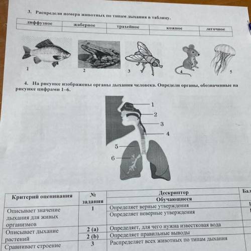 4. На рисунке изображены органы дыхания человека. Определи органы, обозначенные на рисунке цифрами 1