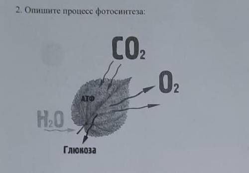 2. Опишите процесс фотосинтеза: СО, -02 АТО Н,0 Глюкоза