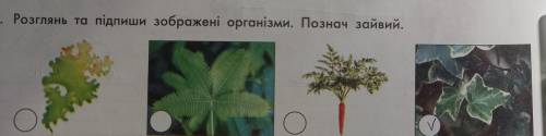 Розглянь та підпиши зображені організми. Познач зайви і чому це зайве