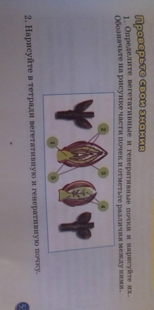 ПРОВЕРЬТЕ СВОИ ЗНАНИЯ 1. Определите вегетативные и генеративные почки и нарисуйте их. Обозначьте на