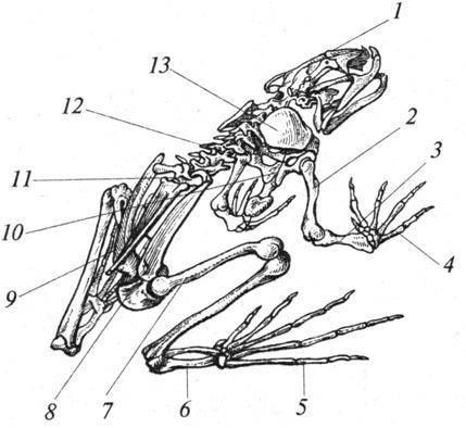 Назвать части скелета лягушки