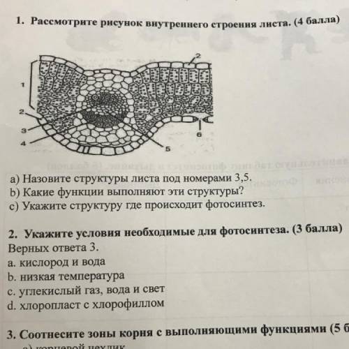 1. Рассмотрите рисунок внутреннего строения листа. ( ) ЕВЕ: ESSES 6 а) Назовите структуры листа под