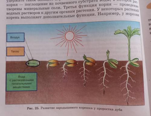 Пользуясь рисунком 25,установите последовательность развития корней и корневой системы.