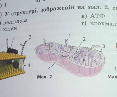 У структурі зображені на малюнку 2 синтезується: