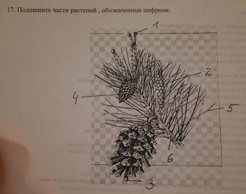 17. Подпишите части растений, обозначенные цифрами: