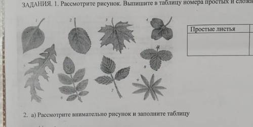 Рассмотрите рисунок выпишите а таблицу номера простых и сложных листьев