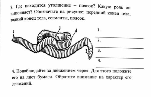 где находится утолщение-поясок? Какую роль он выполняет? Обозначьте на рисунке передний конец тела,