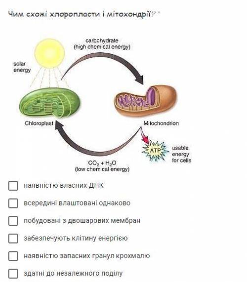 Чим схожі хлоропласти і мітохондрії?