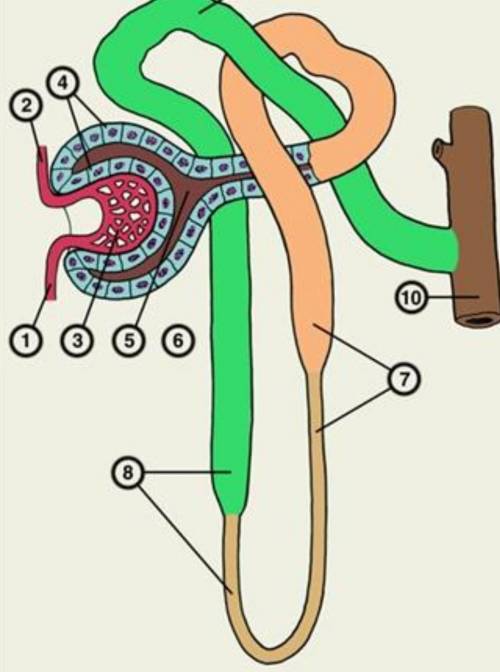 Подпишите части нефрона, обазначенные цифрами 2,4,8