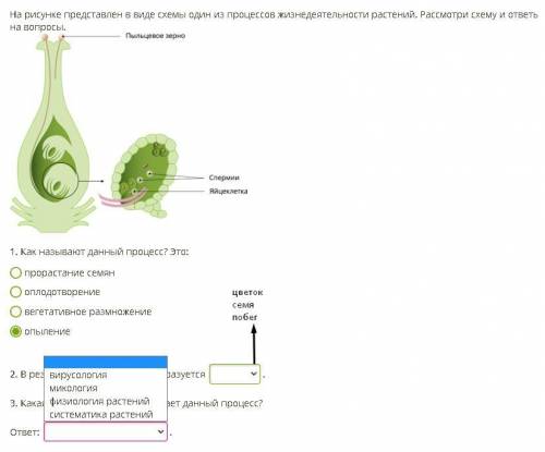 На рисунке представлен в виде схемы один из процессов жизнедеятельности растений. Рассмотри схему и