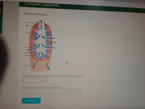 Биология 7 класс, губки