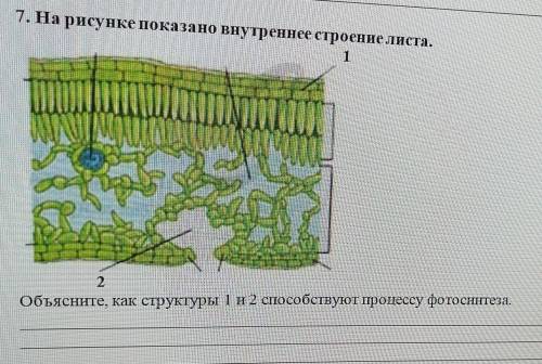 Объясни е как структуры 1 и процессу фотосинтеза