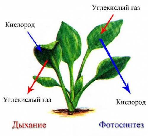 Вопросы и задания 1. Для чего растение дышит?