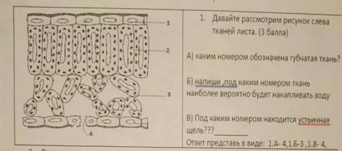 1.давайте рассмотрим рисунок слева тканей листа. А) каким номером обозначена грубая ткань? Б) напиши