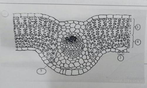 [1] 6. Рассмотрите рисунок. а) Что на рисунке обозначено цифрами 3 и 4? б) Какую структуру составляю