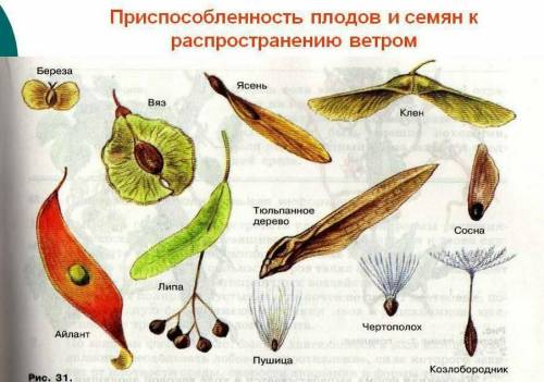 1.Какими распрастряняюься плоды и семена в природе? 2.Какие при для распространения имеют плоды или