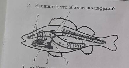 2. Напишите, что обозначено цифрами?12345