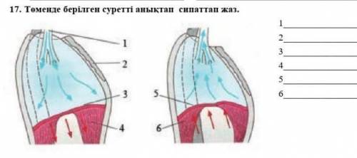 17. Төменде берілген суреттi аныктап сипаттап жаз.