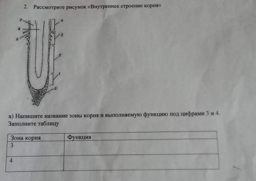 2. Рассмотрите рисунок «Внутреннее строение корня» а) Напишите название зоны корня и выполняемую фун