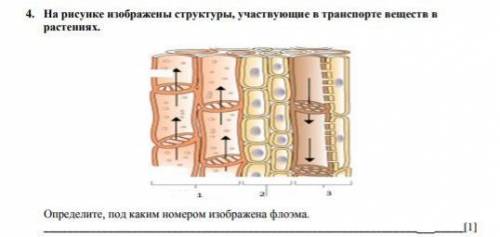 Назовите что показанно по