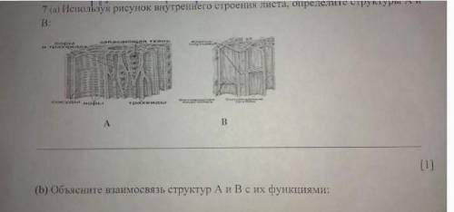 •используя ртаунок внтуренего строения листа,определеите структуры А и В: