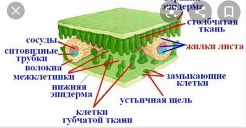 6. Дан рисунок внутреннего строения листа