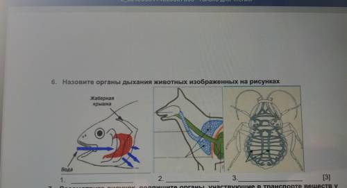 6. Назовите органы дыхания животных изображенных на рисунках жаберная крышка Вода 1. 2. 3. п