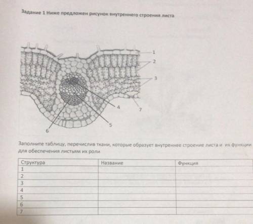 задание 1 ниже предложены просмотр внутреннего строения листа Заполните таблицу перечисленных тканей