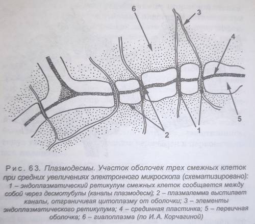 любая растительная клетка имеет плотную оболочку. каким же образом вода и растворенные в ней веществ