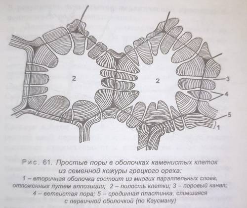 любая растительная клетка имеет плотную оболочку. каким же образом вода и растворенные в ней веществ