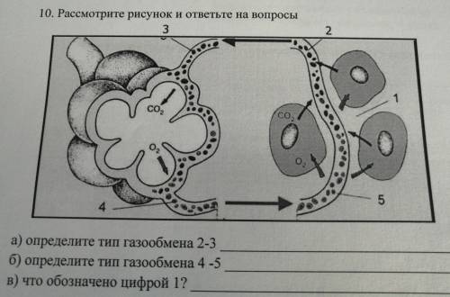 Рассмотрите рисунок и ответьте на вопросы определите тип газообмена 2-3 определите тип газообмена 4-