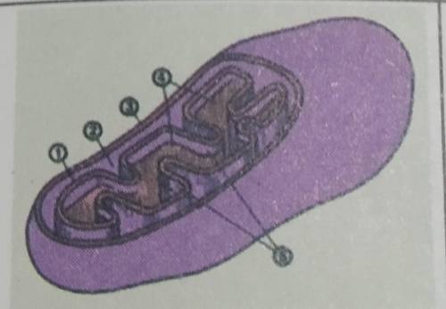 Соотнесите части клетки на рисунке с их выполняемыми функциями а) синтезирует АТФ б) участвует в дел