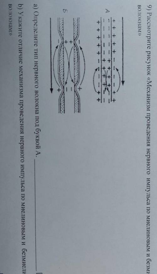 Рассмотрите рисунлк механизм провидения импульса по миелиновым и безмиелиновым волокном