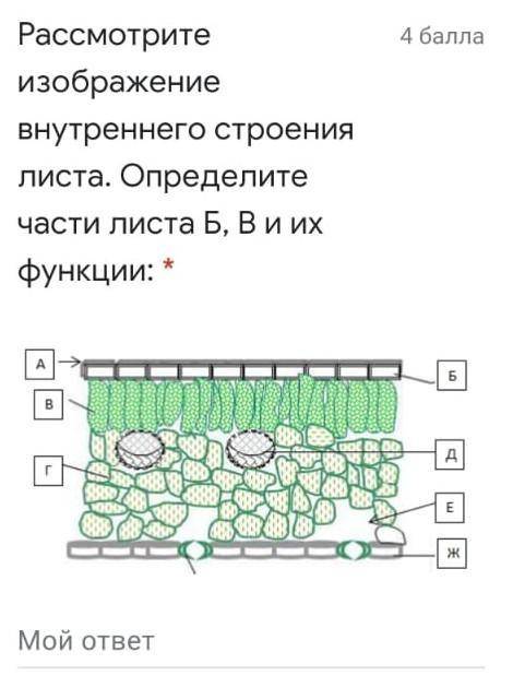 Рассмотрите изображение внутреннего строения листа определите части листа БВ и их функции