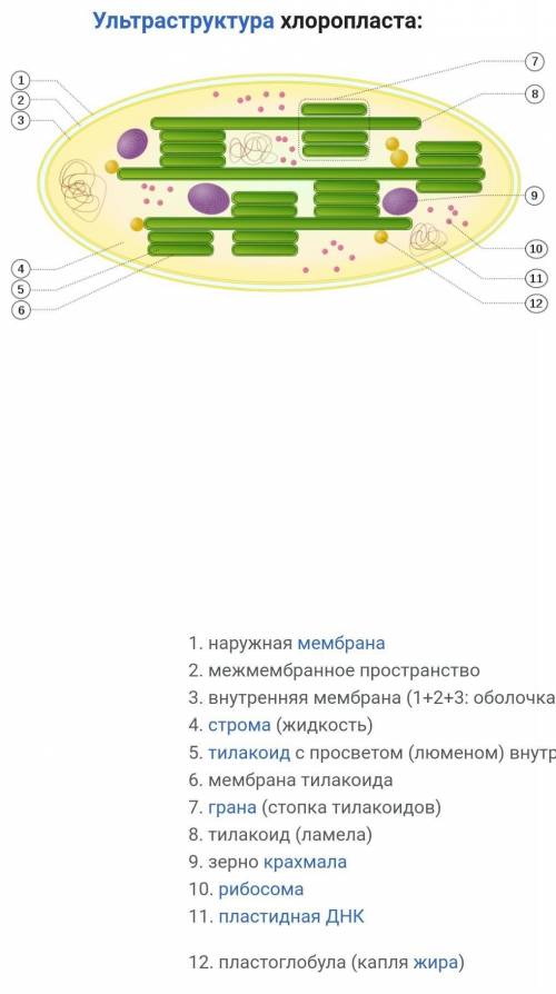 Под какими цифрами на рисунке находятся: -строма -гранулы запасных веществ -ДНК -тилакоид -наружная