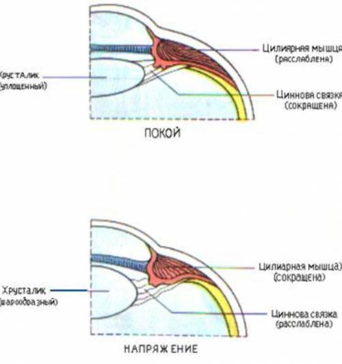 ОЧЕНЬ НУЖНА ФОТО НИЖЕЛабораторная работа №6Тема: Изучение строения глаза и его аккомодацияЦель ра