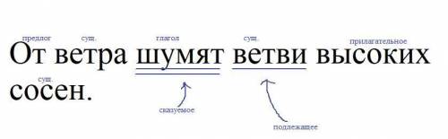 От ветра шумят ветви высоких сосен. 1) Подчеркни в нём главные члены.2) Над каждым словом напиши, ка