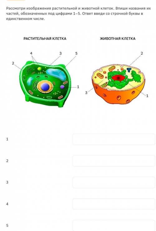 Рассмотри изображения растительной и животной клеток. Впиши названия их частей, обозначенных под циф