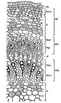 Определить к какому вегетативному органу принадлежит микропрепарат: - корень первичного строения; -