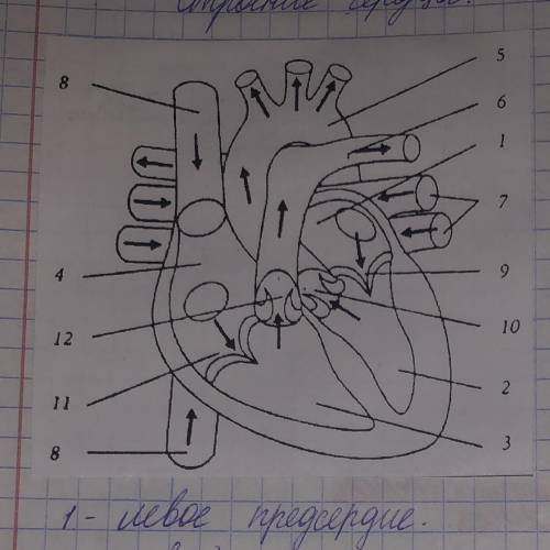 Что изображено под номером 11,12